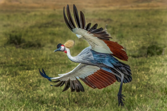 Kenya, Masai Mara, Masai Mara Conservancy. Crowned crane taking flight.