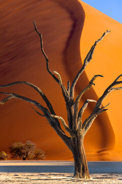 Namibia, Sossusvlei, Namib-Naukluft National Park. Dead tree shape and giant sand dune.