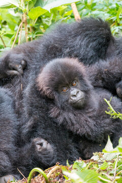 Africa, Rwanda, Musanze District, Volcanoes National Park, Ruhengeri, Kinigi. Mountain gorilla, baby and mother.