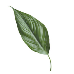Elegant Green Leaf with Intricate Veins and Textured Surface