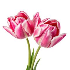 Naklejka premium Beautiful Pink and White Tulips Isolated on White Background