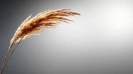 Tall golden grass stands elegantly, swaying lightly in the breeze against a soft, neutral backdrop. The serene atmosphere captures the essence of a peaceful afternoon