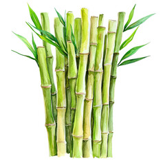 Fresh Green Bamboo Stalks with Lush Leaves in a Natural Arrangement