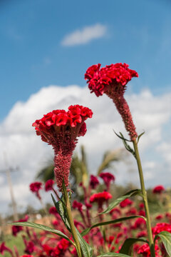 Cuba, Havana. Red, fuzzy flowers, variation of statice flower.