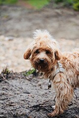 Small muddy dog after playing outside.