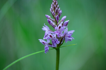 purple protected plant