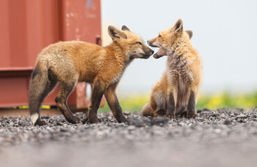 Red fox kit