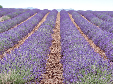 France, Provence. Scenic view of Lavender fields.