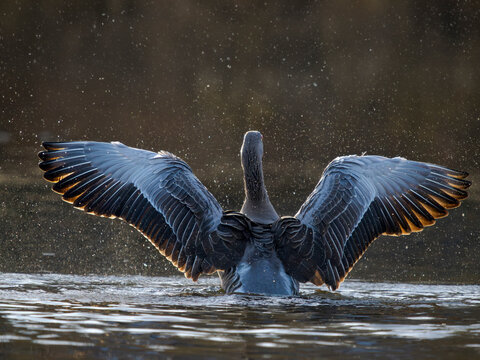 Graylag Goose (Anser anser), probably the ancestor of the domesticated geese. Germany, Bavaria, Munich