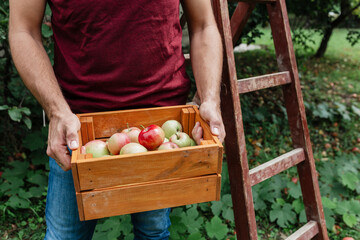 Harvesting Fresh Apples in Wooden Box Outdoors