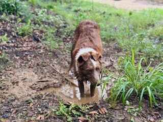 Relaxed dog enjoying mountain landscape on a sunny day – outdoor nature and freedom.