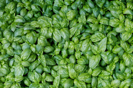 Palermo, Sicily. Fresh basil at farmers market.