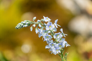 Gentian speedwell (veronica gentianoides) flowers in bloom