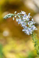 Gentian speedwell (veronica gentianoides) flowers in bloom