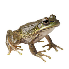 Obraz premium frog on white background