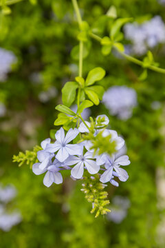 Centro District, Cordoba, Andalusia, Spain. Light purple flowers on a green background.