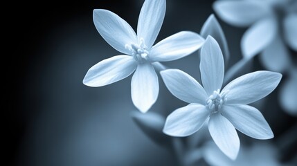 Naklejka premium Serene Blue Flowers in Soft Focus Against a Dark Background