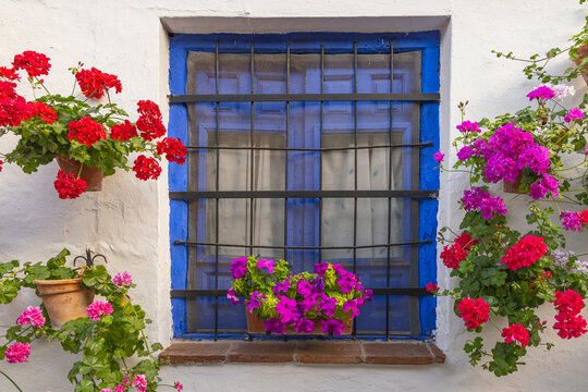 Centro District, Cordoba, Andalusia, Spain. Colorful flowers decorate a blue window.