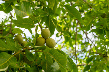 Group of young green walnuts growing on the tree during summer