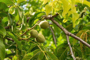 View of developing green walnuts among the lush foliage of tree branches in summer