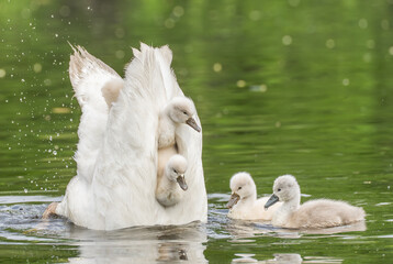 funny photo of a mother mute swan diving for food while carrying her baby cygnets and the cygnets being tipped up into the air as her tail is straight up in the water. 