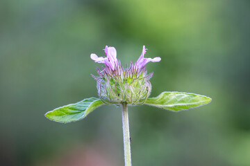 Wild basil flower in bloom. Pink flower isolated in nature background. Copy space. Clinopodium vulgare.