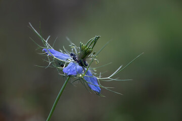 A love-in-a-mist blue flower isolated on green. Copy space. Blurred background. Nigella damascena.