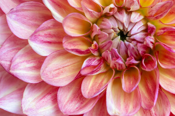 USA, Washington State, Sammamish. Dahlia closeup