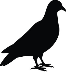 pigeon silhouette