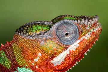 Fototapeta premium Studio image of Male panther chameleon.