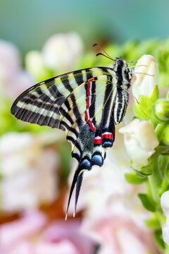 Zebra swallowtail butterfly, native to eastern US, resting on light pink snapdragon flowers