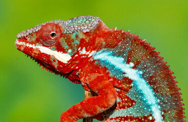 Studio image of Male panther chameleon