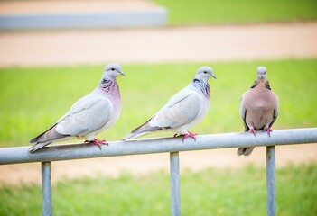 Two pigeons sitting on top of a metal fence.