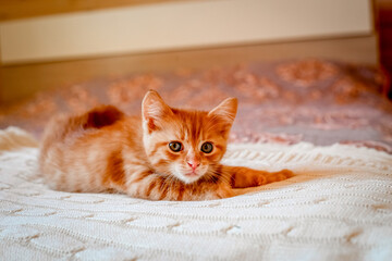 Cute orange red striped kitten on the bed