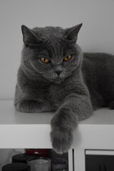 A captivating British Shorthair cat resting elegantly, showcasing its plush fur and striking amber eyes, perfect for pet care and animal lovers.