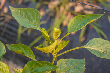 Problem of whitefly effect on leaves and branches of vegetables plants in field inside greenhouses, Whitefly Aleyrodes proletella agricultural pest on pepper leaf, Whiteflies on underside of leaves.