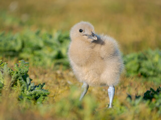Chick of a Brown Skua or Falkland Skua. Subantarctic, Falkland Islands, Bleaker Island.