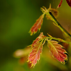 Red and green leaves