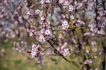 pink cherry blossom