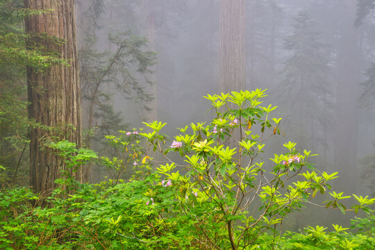 USA, California. Del Norte Redwoods State Park springtime with redwoods and rhododendrons