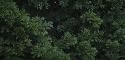 Deep green pine branches, abundant needles, festive backdrop,  evergreen branches,  holiday background,  fir