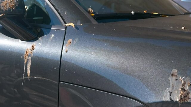 Bird droppings covering car. Gray modern car exterior extensively stained with multiple bird droppings, creating problem and unpleasant visual contamination in outdoor parking environment