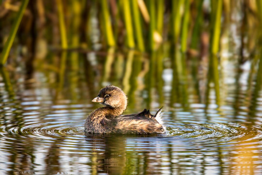 A pied-billed grebe floats casually in the marsh at the Viera Wetlands in Brevard County, Florida, USA.