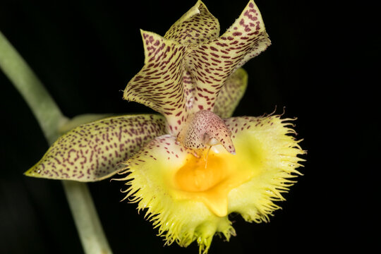Calochilus, commonly known as beard orchids, is a genus of about 30 species of plants in the orchid family, mostly from Australia and New Zealand.
