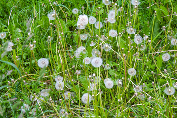 Close-up of white dandelion seed heads in spring meadow with delicate fluffy seeds ready to disperse