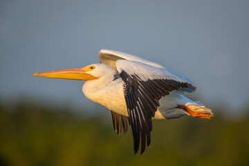 A white pelican flies across the sky.