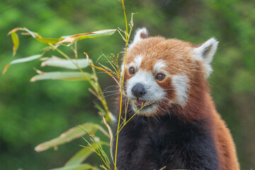 Naklejka premium Red Panda (Ailurus fulgens) eating bamboo leaves, endangered, animal in zoo