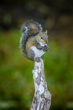 A gray squirrel eats something on top of a cypress knee.