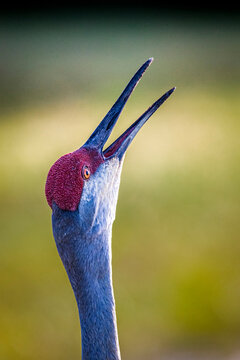 A sandhill crane calls out with a loud bugle-like voice.