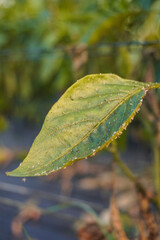 Problem of whitefly effect on leaves and branches of vegetables plants in field inside greenhouses, Whitefly Aleyrodes proletella agricultural pest on pepper leaf, Whiteflies on underside of leaves.